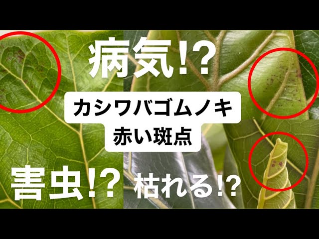 観葉植物 病気 害虫 カシワバゴムノキの赤い斑点 害虫 ハダニ駆除 Youtube