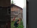 Sawing a Papaya Tree Trunk ASMR 🪚🔊 Satisfying Sounds #shorts