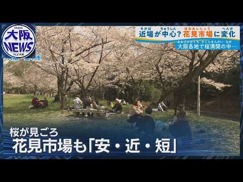 Cherry blossoms in full bloom throughout Osaka] This year's cherry