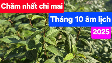 Chăm nhất chi mai tháng 10 âm lịch 2025
