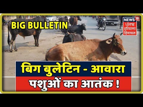 बिग बुलेटिन - जानलेवा बनते आवारा पशु, कौन हैं इन मौतों का जिम्मेवार ? News 18 Live