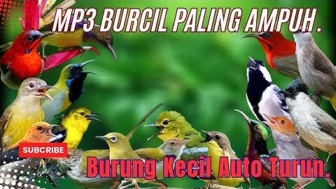 MP3 Pikat Burcil Paling Dicari II Suara Pikat Burung Kecil Terbaru 2025 Paling Ampuh.