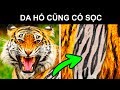 100+ Sự Thật Ngẫu Nhiên Đầy Bất Ngờ