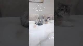 اهل العدان امنه القطط تحتاج الى اكل في حديقة العدان قطط صغيره وضعيفة جدا اجر لكم  #العدان #الكويت