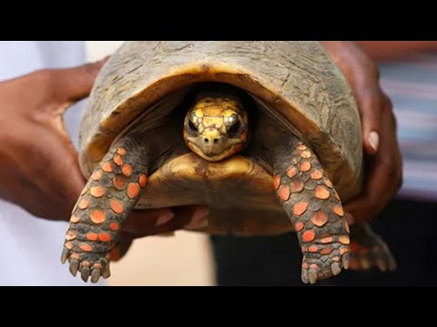 Pet Tortoise Goes Missing For 30 Years, Then The Family Hears Something In The Closet