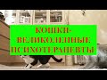 10 причин почему нужна  кошка в доме  Кошка в доме - зачем?