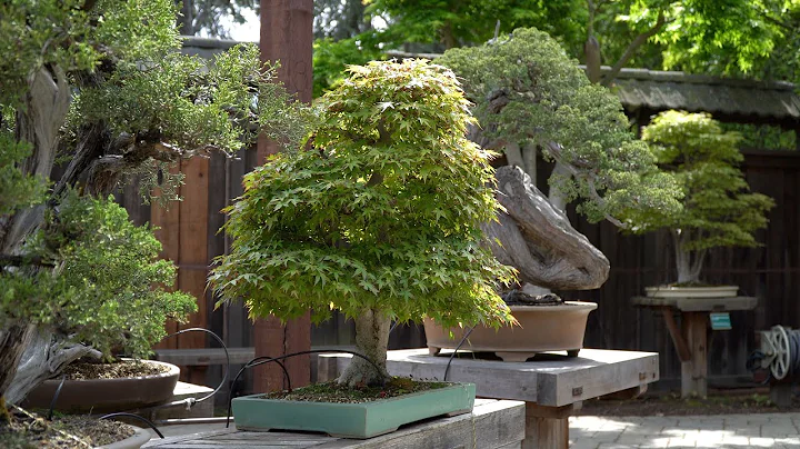 Bonsai Garden at Lake Merritt