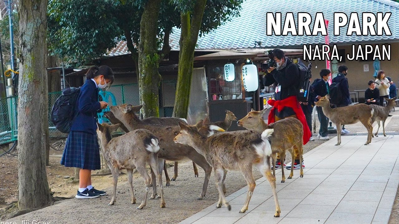 Visiting Nara Park 奈良公園 🦌 | Nara, Japan 🇯🇵 | 4K Walk Relaxing City ...