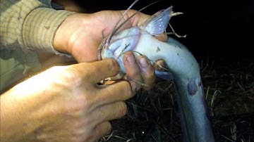 Cắm Câu Cá Trê Trong Đám Lục Bình Toàn Cá Trê Khủng | Fishing #sănbắttràvinh