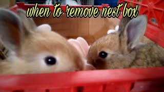 When to remove the nest box || All About Rabbits