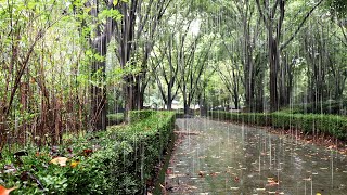 Rain Sounds for You Who Need Sleep | Fall Asleep in 3 Minutes | Mental Calm, Relaxing ASMR