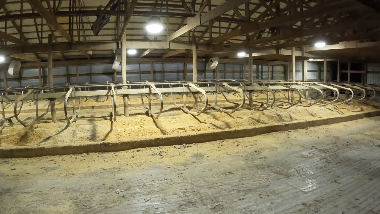 Prepping Sand Bedded Freestall Barn For Cows!