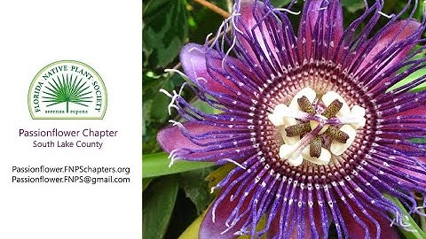 All About Gopher Tortoises in Florida