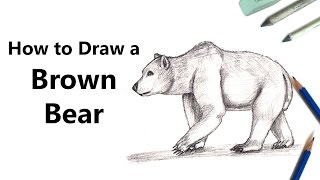 How to Draw a Brown Bear with Pencils [Time Lapse]