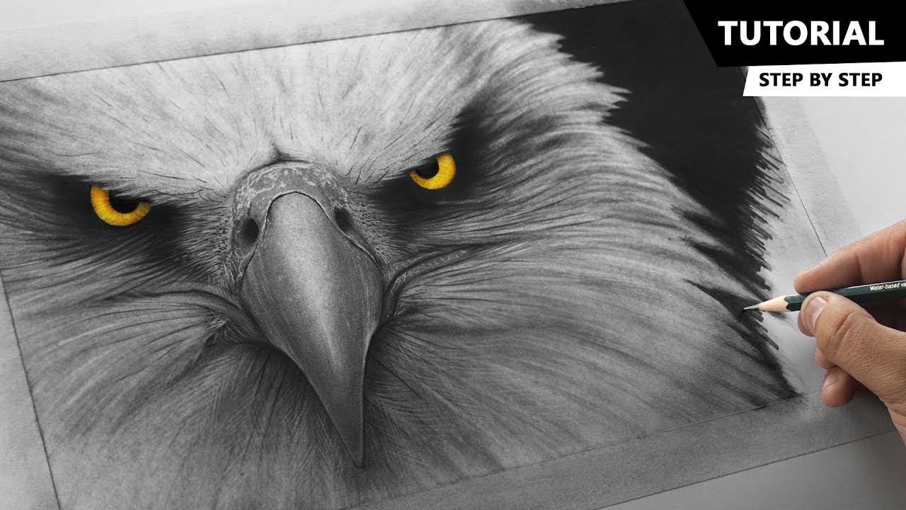 Eagle drawing in pencil  realistic eagle head drawing  bird drawing   pencil sketch  YouTube