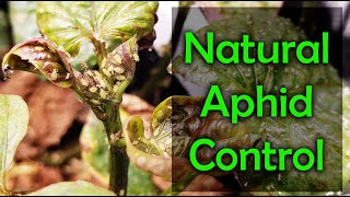 How To Get Rid Of Indoor Aphids - 4 Natural Ways