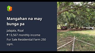 Mangahan na may bunga pa
