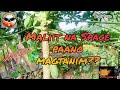 HOW TO PLANT IN A LIMITED SPACE / HOMESTEAD FARMING| BACKYARD GARDENING