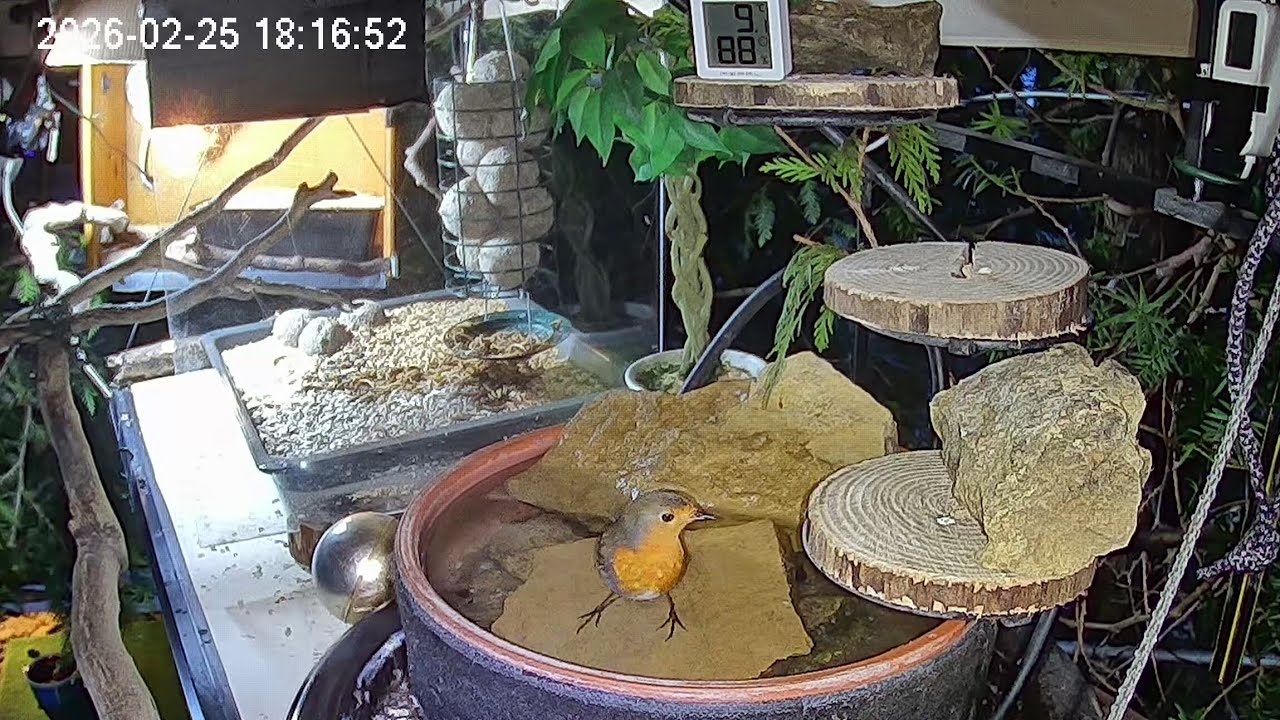 Später Nachmittag am Vogel-Spa, Teil 3 Rotkehlchen letzter Gast (25.02.2026)