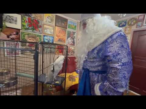 Видео: Снегурочка подарила попугаю Жорику новогодний танец!