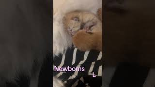 Newborns! @enjoylife-7-l9t  #myvideo #aivideo2026 #mypetstory
