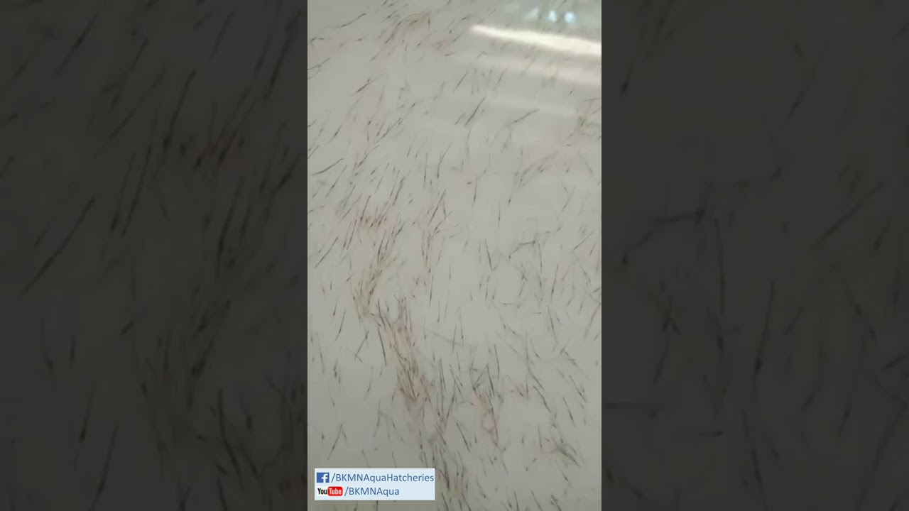 TIGER PRAWN SEEDS | P MONODON SEEDS | BKMN AQUA | Ph : 9533221100