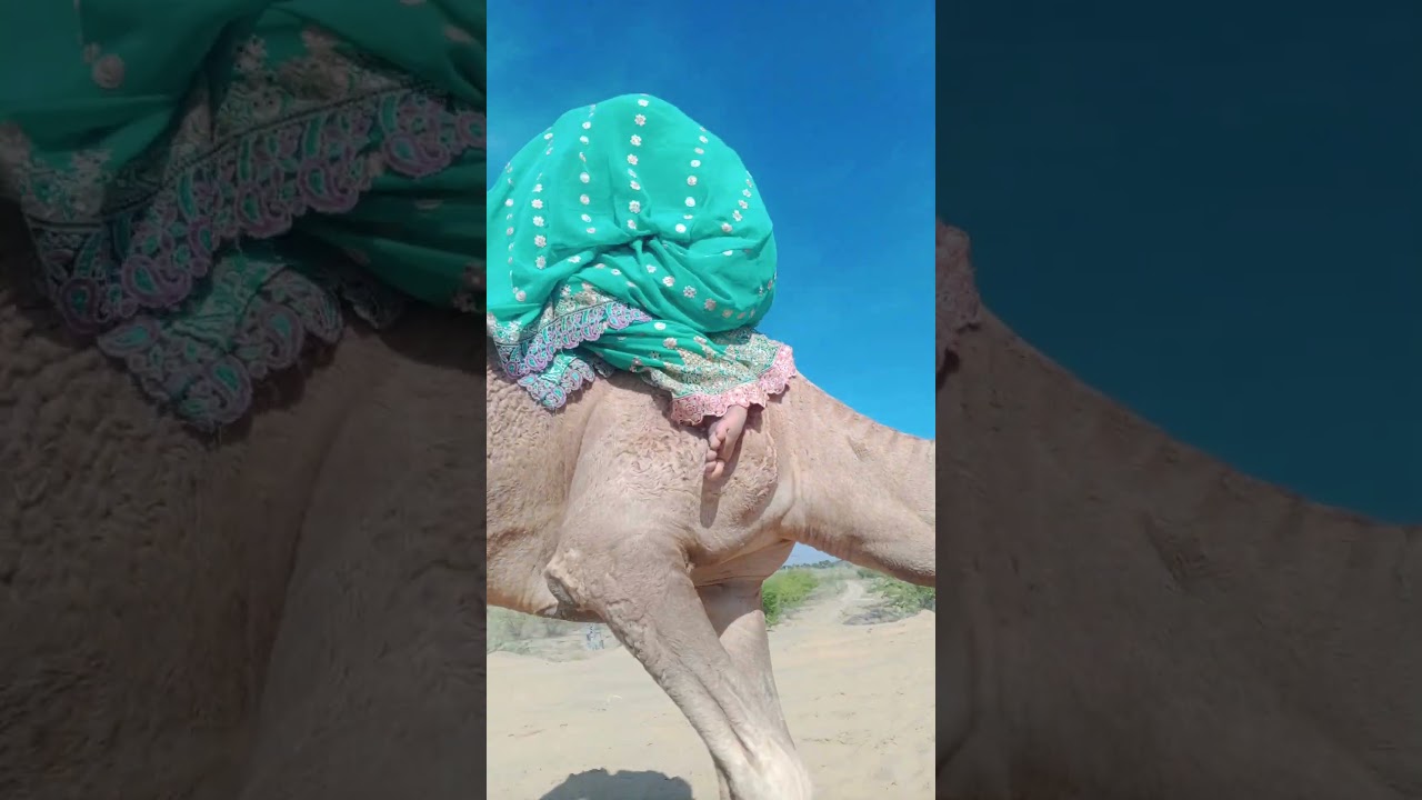 Какая красота! Верблюд и женщины гуляют на площадке Тарпаркар 