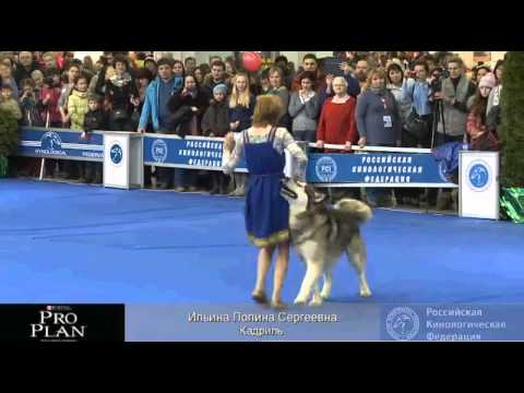Евразия 2013 Ильина Полина "Кадриль"