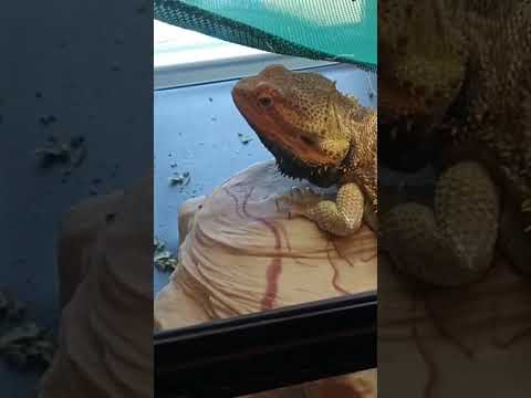 Bearded Dragon Tantrum