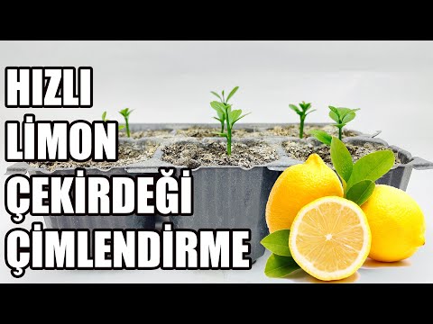 Evde Limon Çekirdeği Nasıl Çimlendirilir ? Çekirdekten Ağaca Tüm Aşamalar