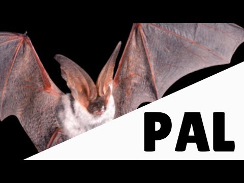 Your long time pal