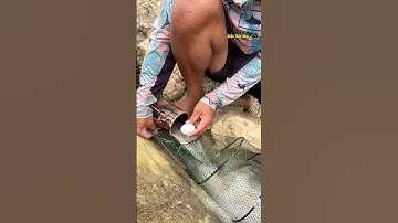 Cá Lớn - gì vậy ? Nhử đàn cá Trê Khủng bằng trứng 😱 #khacthuyvlogg