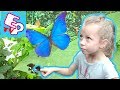 ПЛАНЕТА БАБОЧЕК Живые бабочки на EP TV