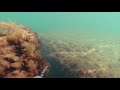 Подводная красота азовского моря. Генеральские пляжи, мыс Зюк. Подводная охота 2020