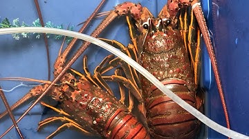 Cách giữ cho tôm hùm sống được lâu ở tại nhà