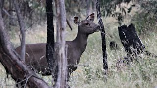 An Introduction to Sambar Deer Sign. Full Version.