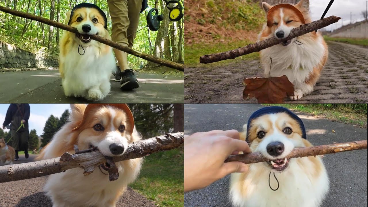 【3時間一気見総集編】「雪解けの春」も毎日欠かさず『木の枝』を運び続けた結果…【4月／5月】