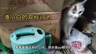 渣小白的双标行为人前虎样、猫前怂样这只猫分分秒秒都想揍它