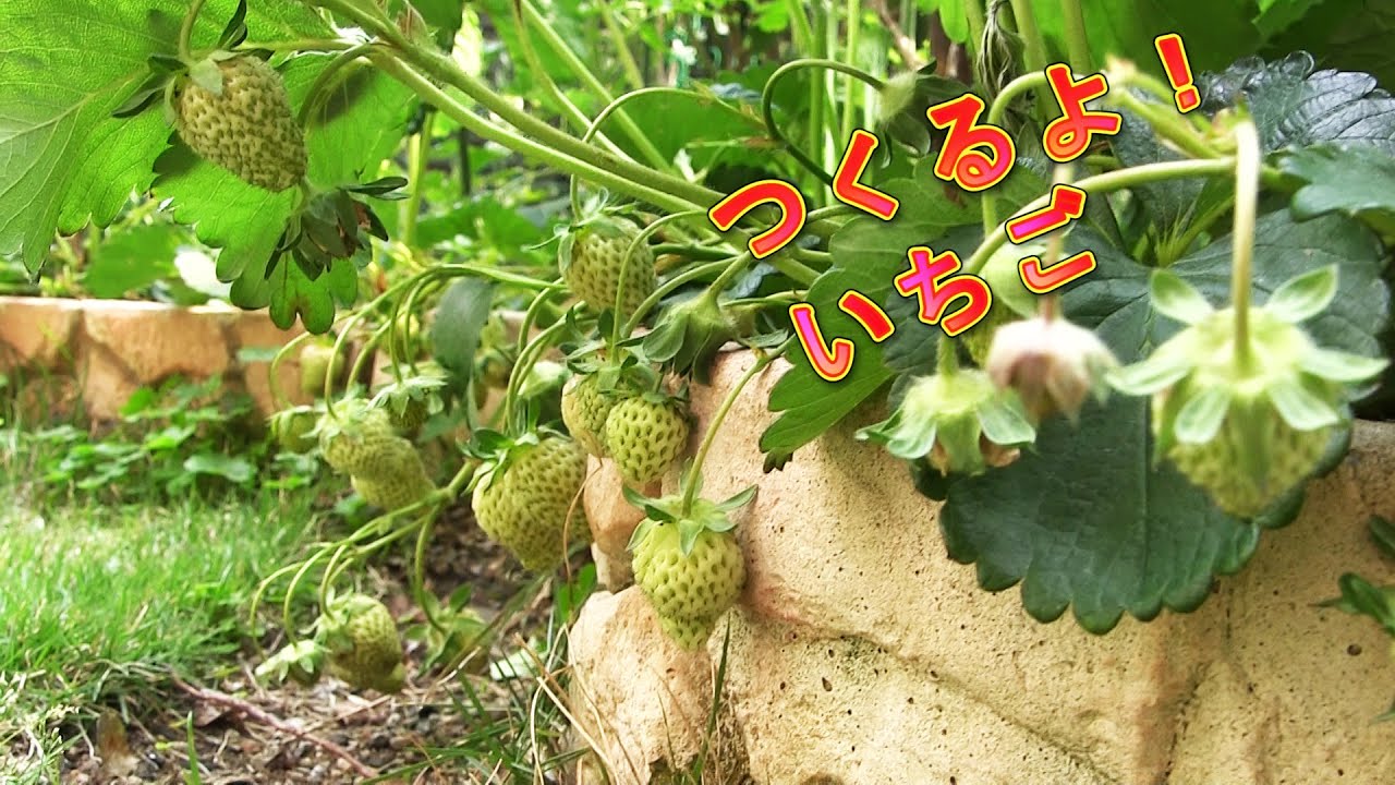 家庭菜園 イチゴの育て方 受粉 4月 5月 Home Gardening Grow Your Own Strawberries At Home April Pollination Youtube