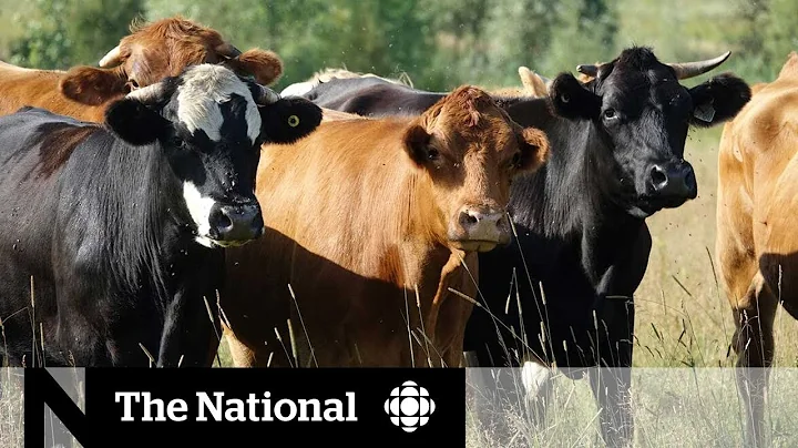 Ottawa unveils $1.75B for dairy farmers harmed by international trade deals - DayDayNews