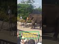 Painting Elephant