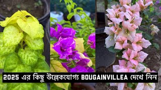 видео: Бугенвиллея: 10 самых красивых сортов картинка: Бугенвиллея: 10 самых красивых сортов