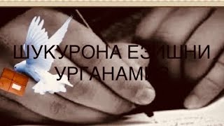 ШУКУРОНА🙏ЕЗИШНИ✍️УРГАНАМИЗ😉