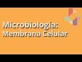 Membrana Celular - Microbiología - Educatina