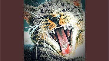 Pulsating Moods for Kittens