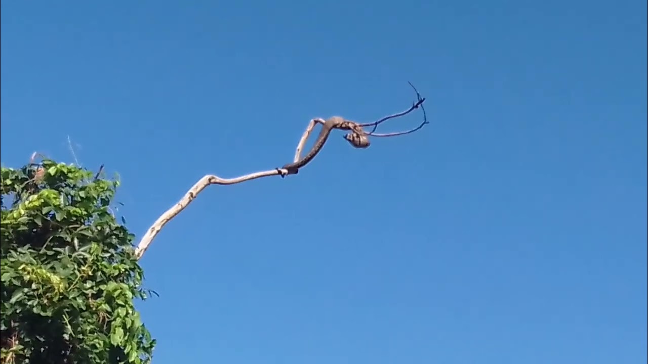Olha só isso Menes conseguiu filmar uma cobra encima da árvore 