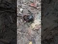 die Natur kann so grausam sein 😱