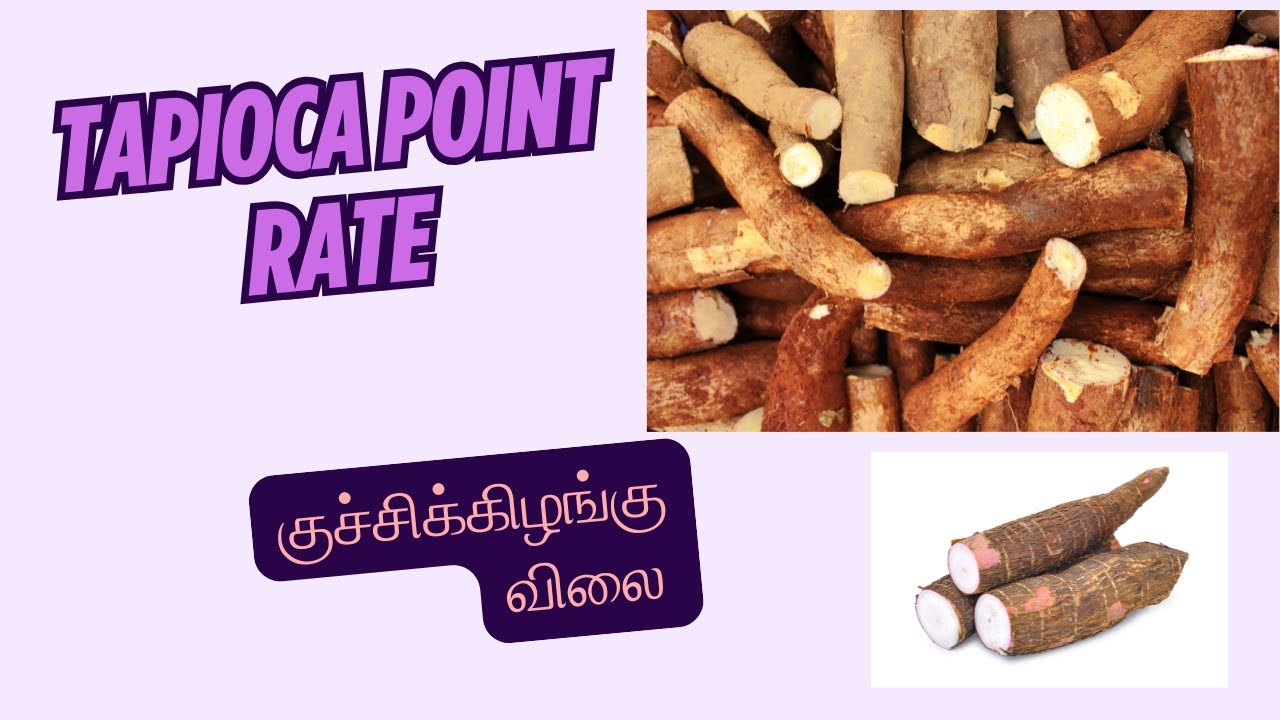 தினசரி மரவள்ளி மார்க்கெட் செய்தி | Daily Tapioca Market News | Kappa Kizhangu Rate Today | 