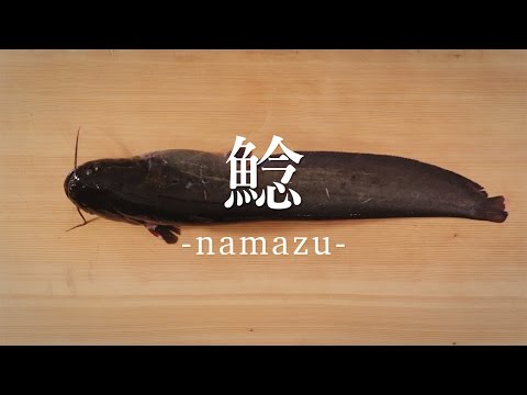 鯰（なまず）のさばき方  