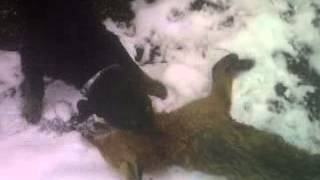 Tose Crni Grom Lov Lisice